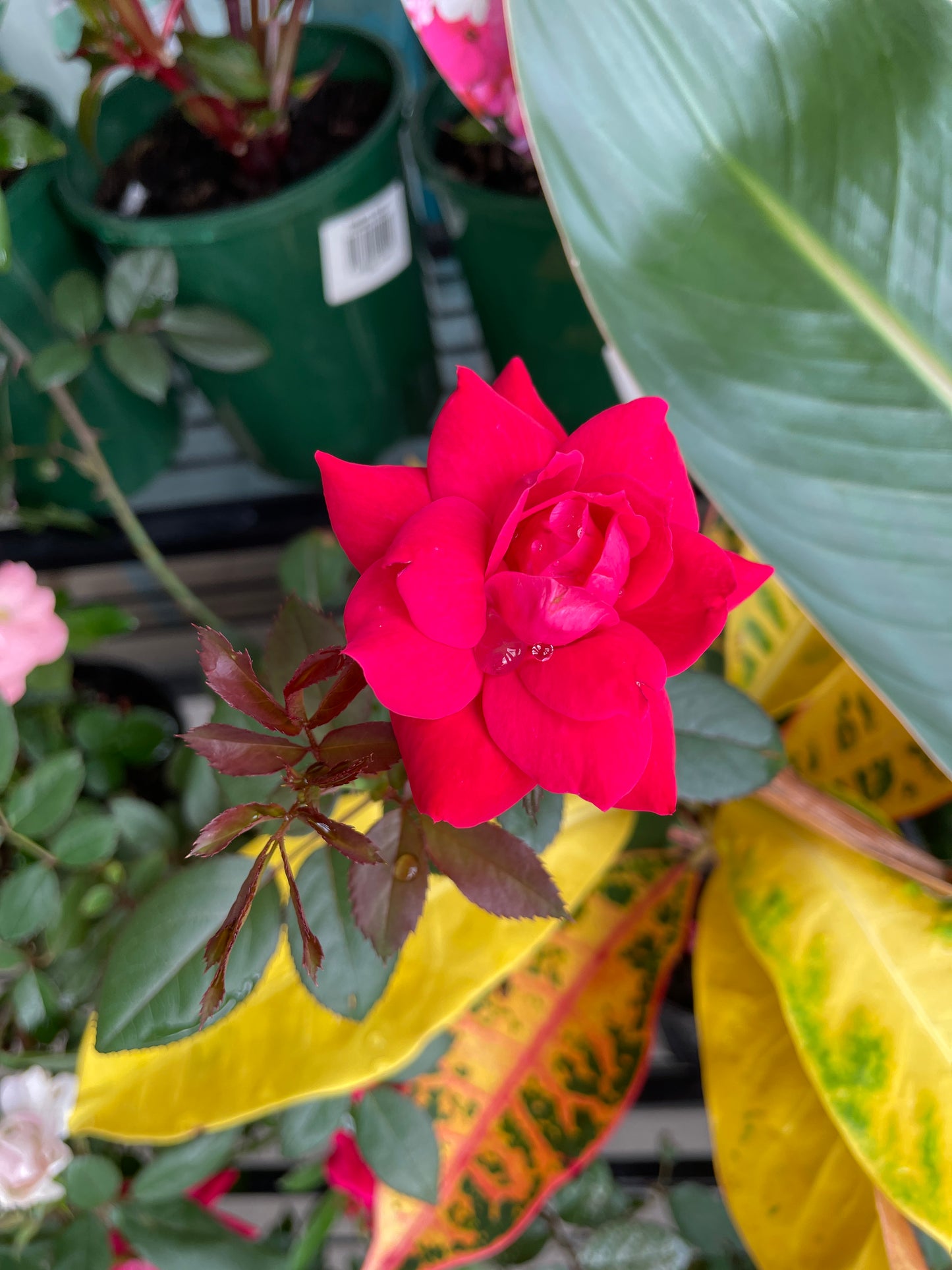 Ground Cover Roses (Pick Up Only)