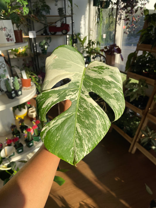 Monstera Albo (non-tissue cultured) cutting D