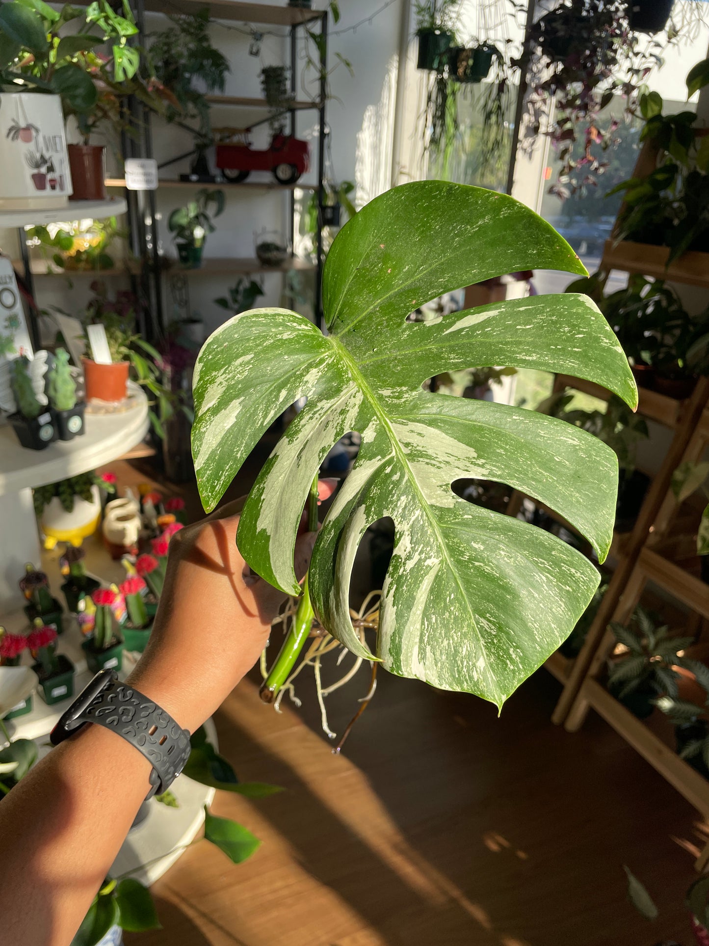 Monstera Albo (non-tissue cultured) cutting C