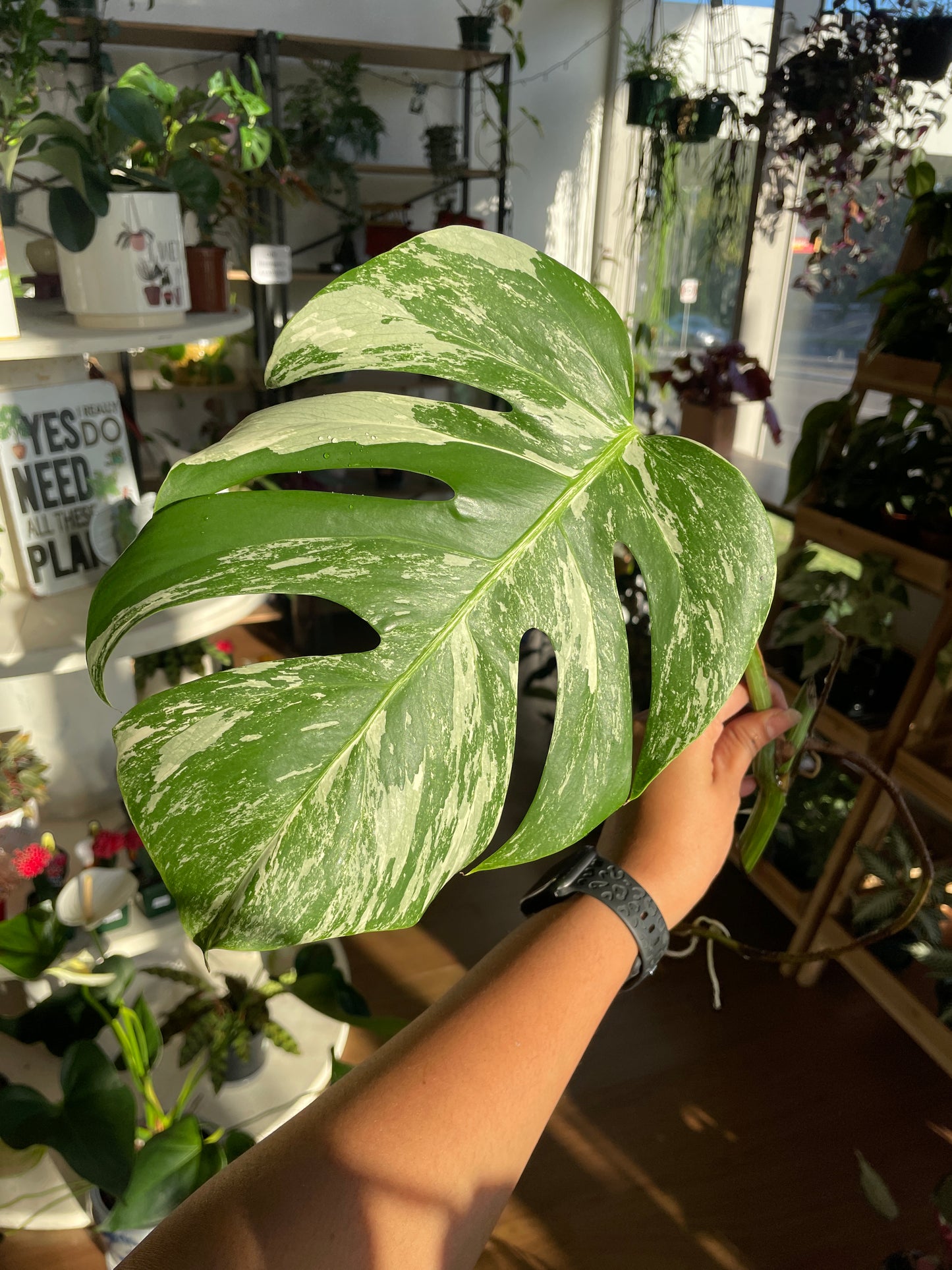 Monstera Albo (non-tissue cultured) cutting A