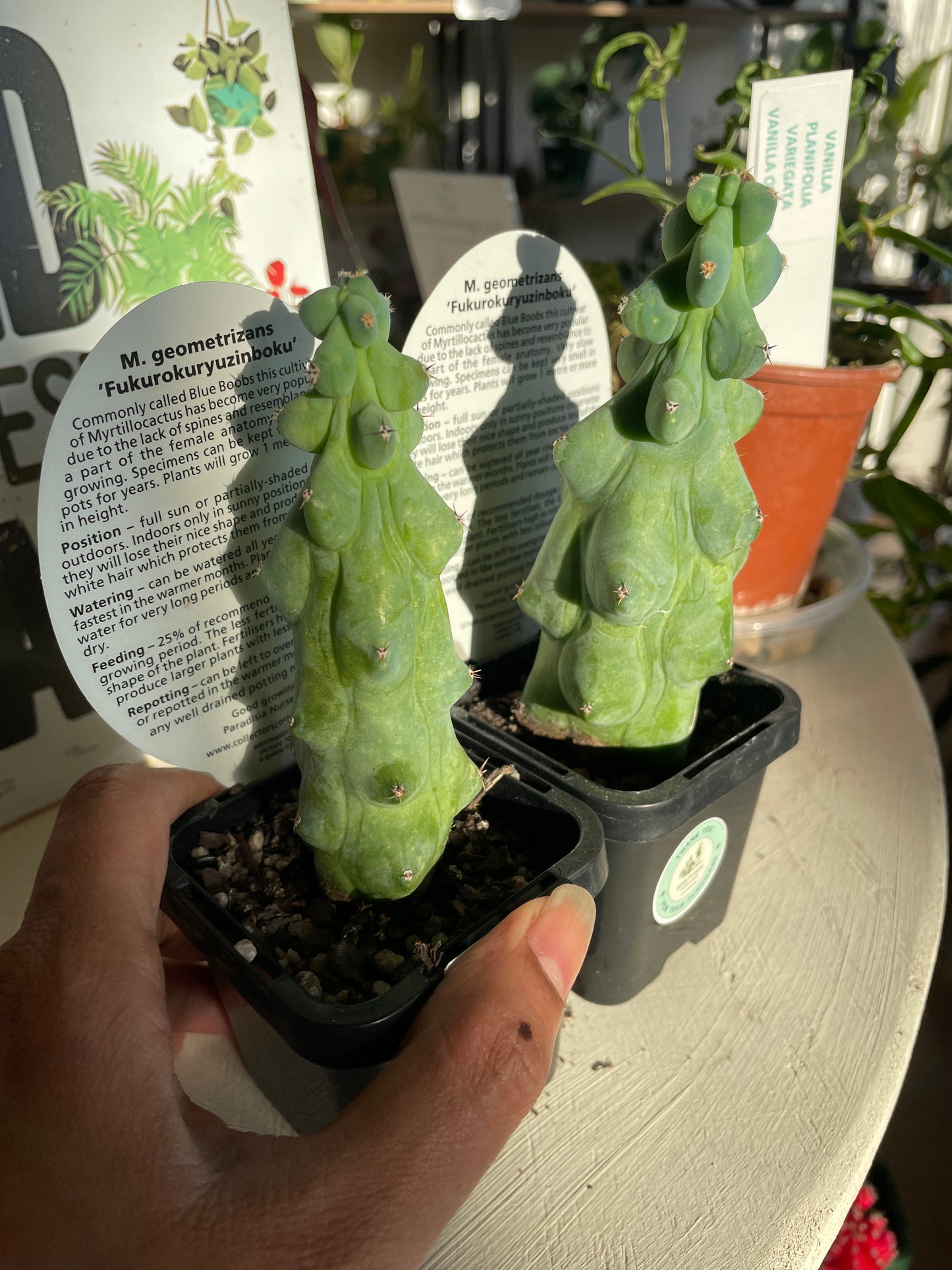 Myrtillocactus geometrizans 'Fukurokuryuzinboku' Booby Cactus