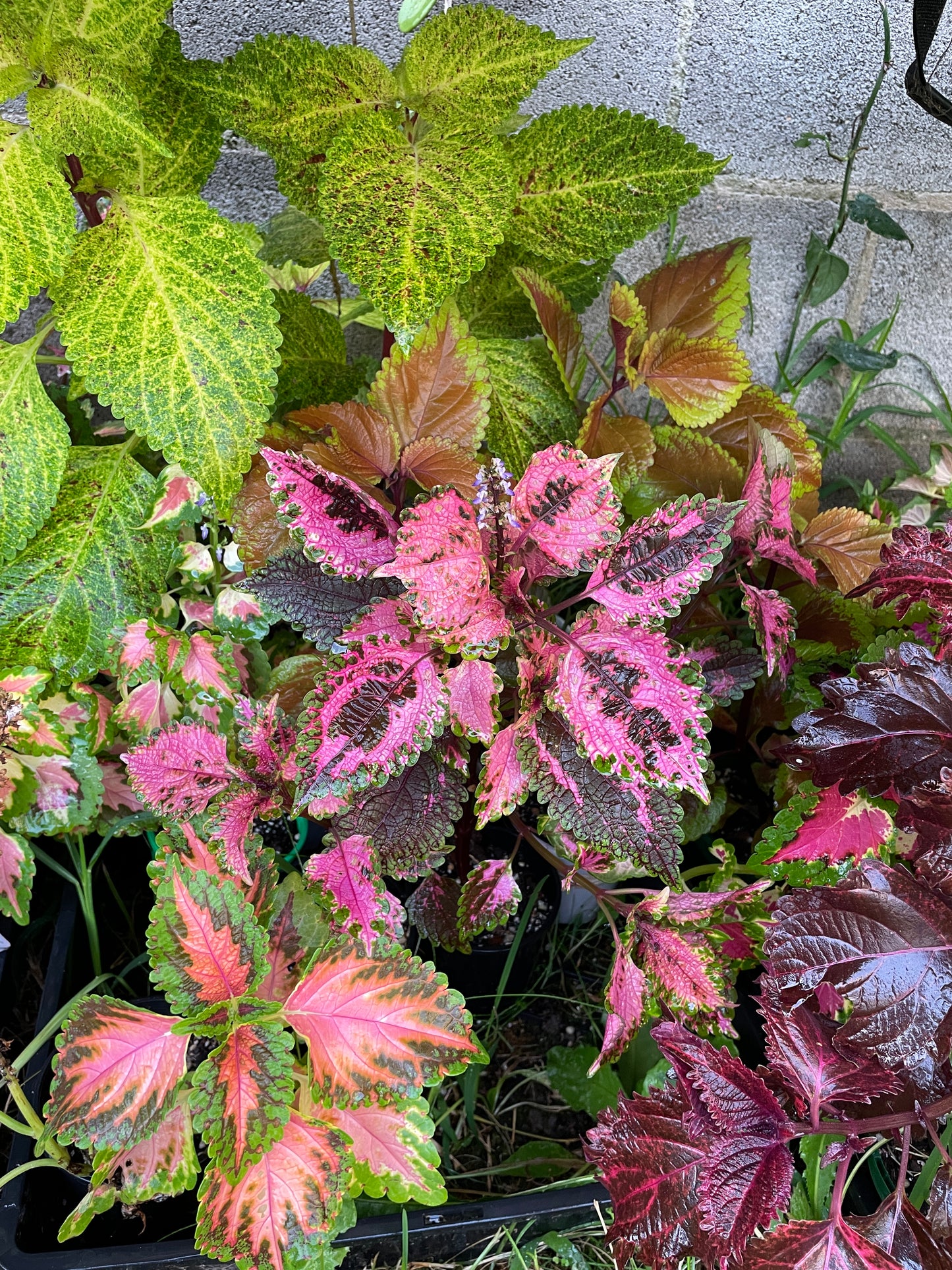 Coleus Cuttings (5 different types)