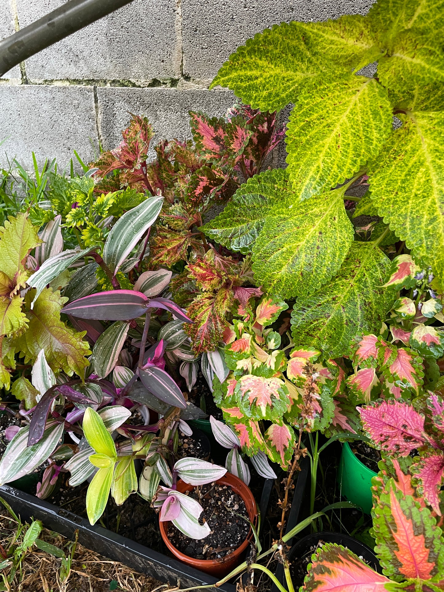 Coleus Cuttings (5 different types)