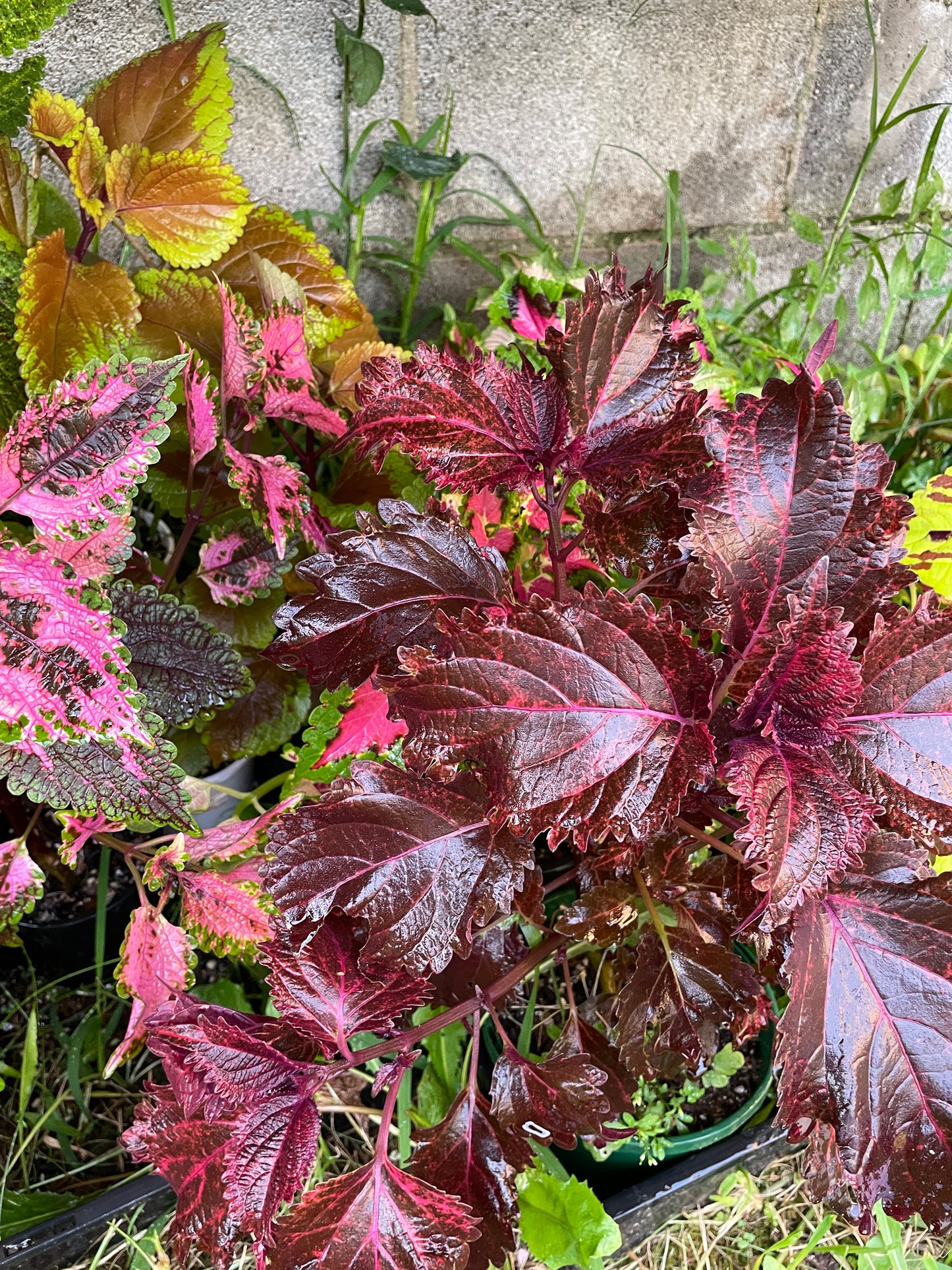 Coleus Cuttings (5 different types)