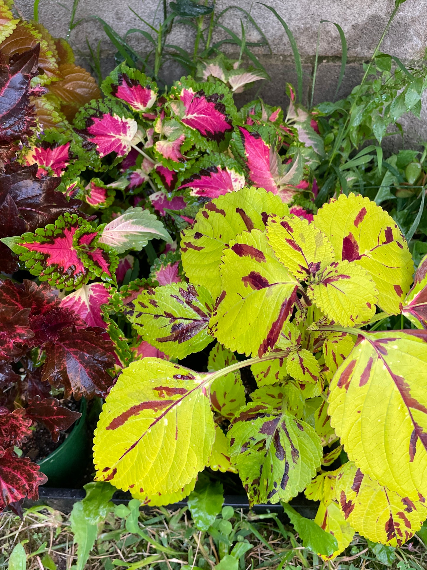 Coleus Cuttings (5 different types)