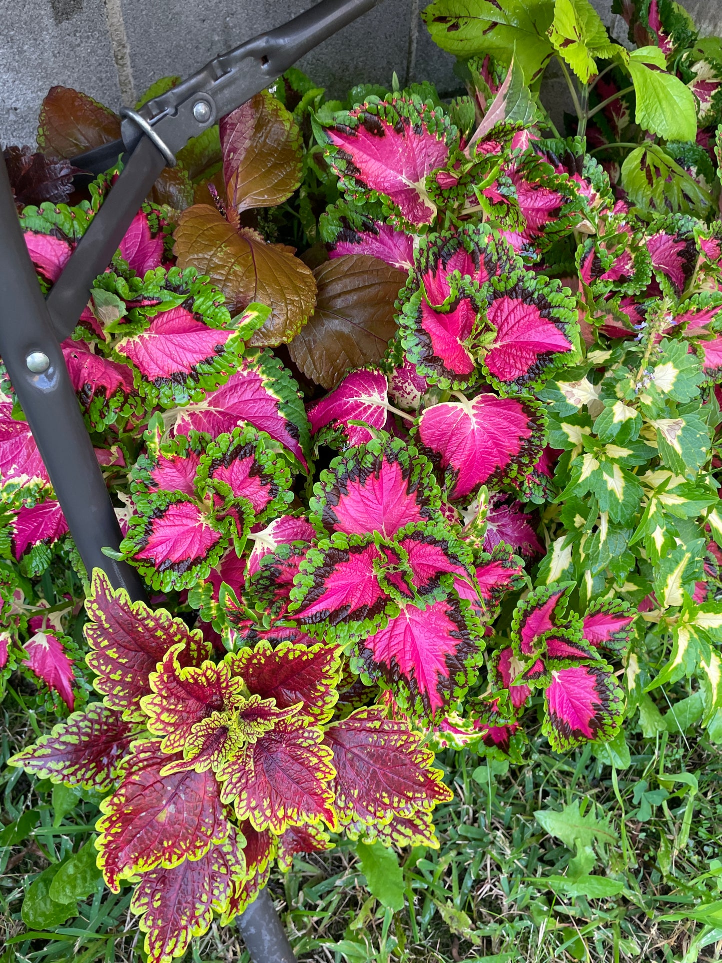 Coleus Cuttings (5 different types)