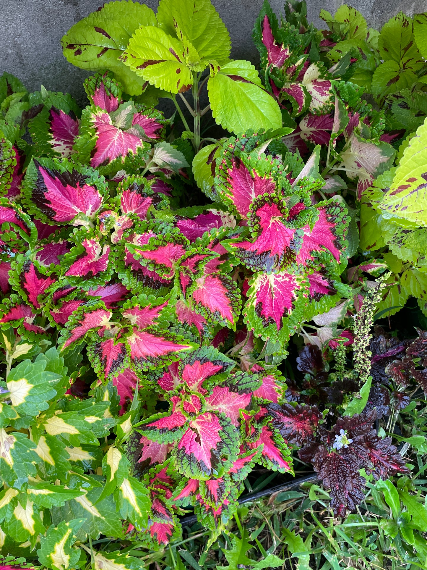 Coleus Cuttings (5 different types)