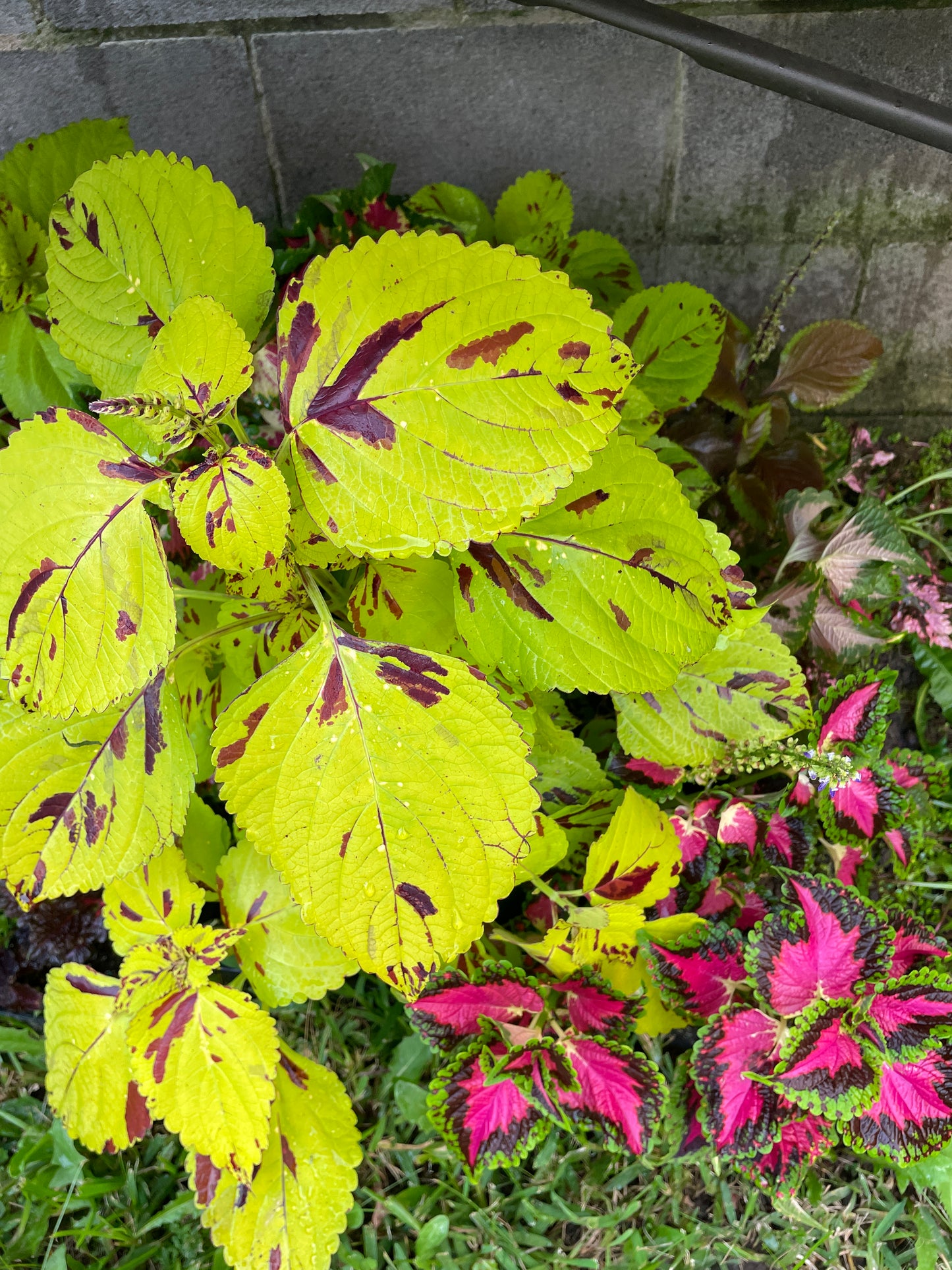 Coleus Cuttings (5 different types)