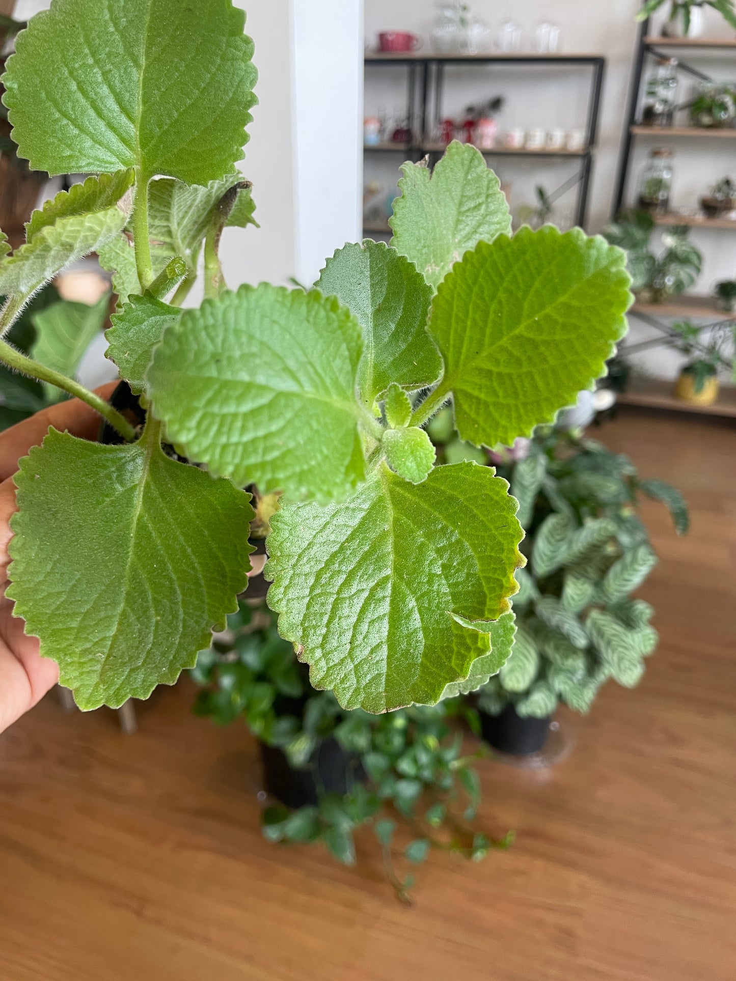 Ajwain Trachyspermum Ammi Plant