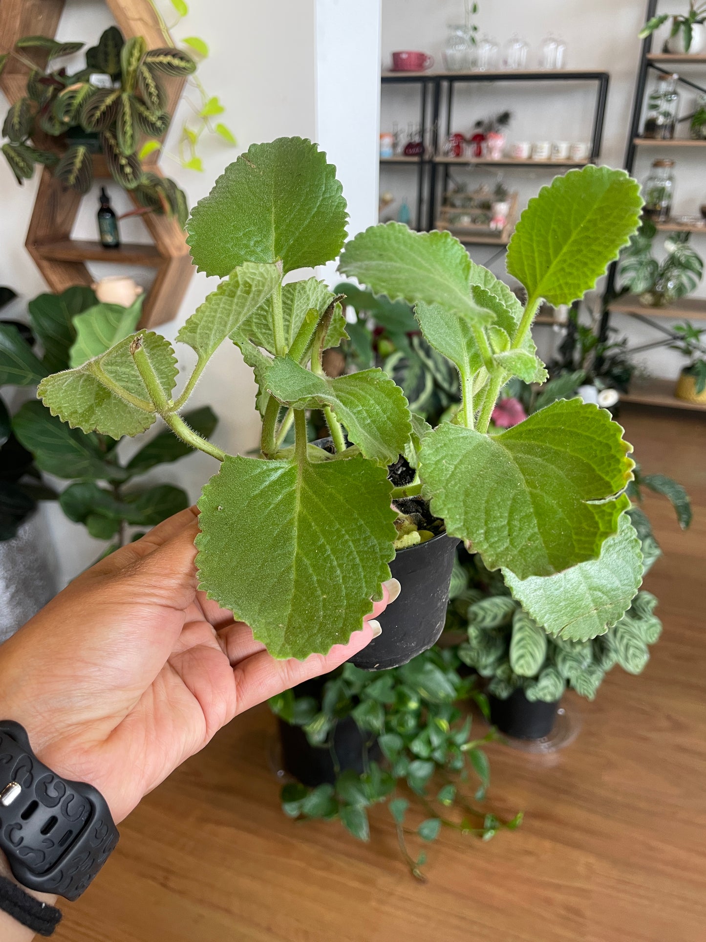 Ajwain Trachyspermum Ammi Plant