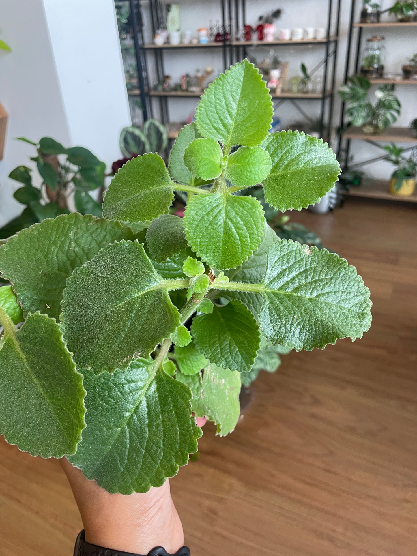 Ajwain Trachyspermum Ammi Plant