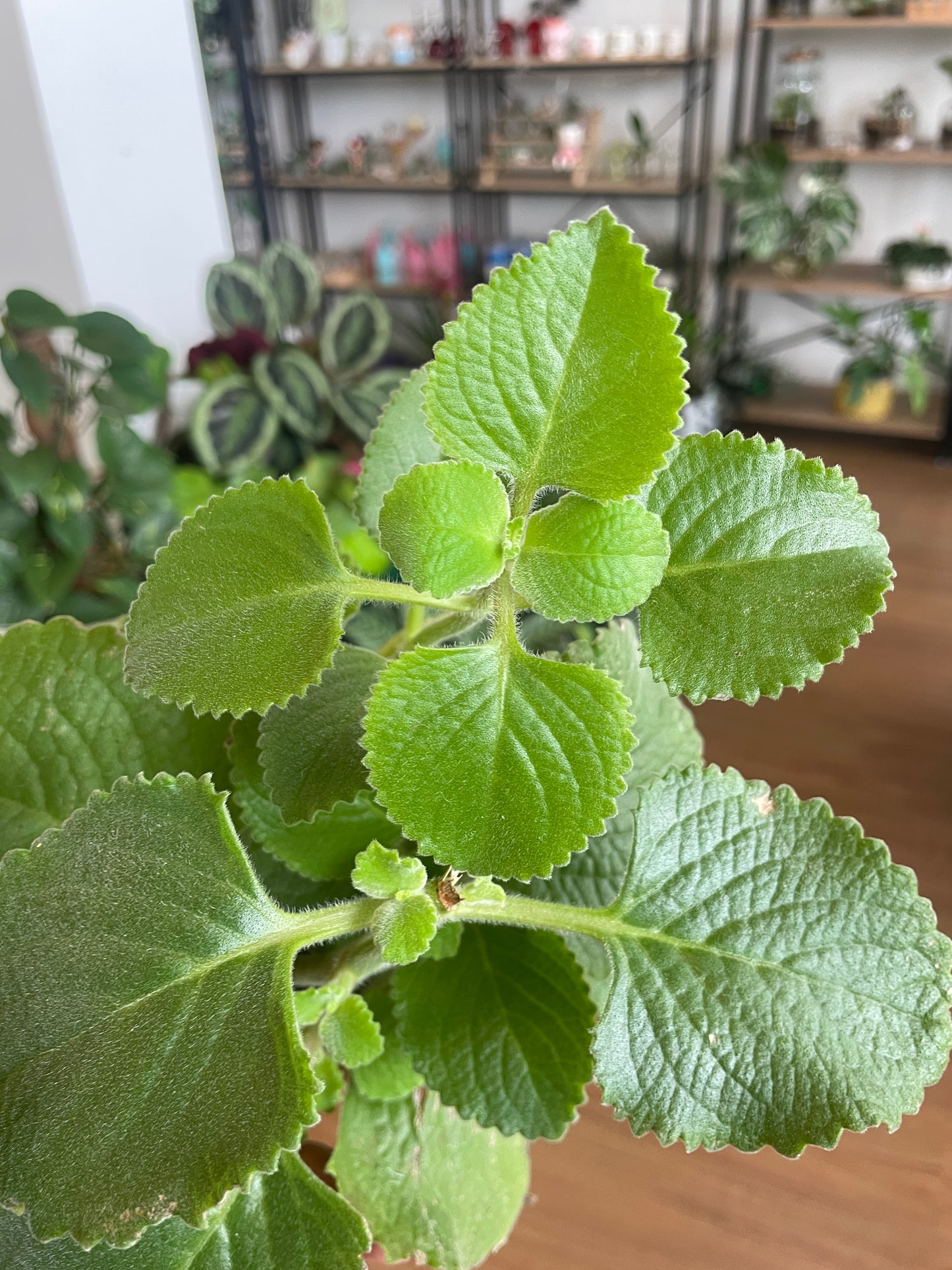 Ajwain Trachyspermum Ammi Plant