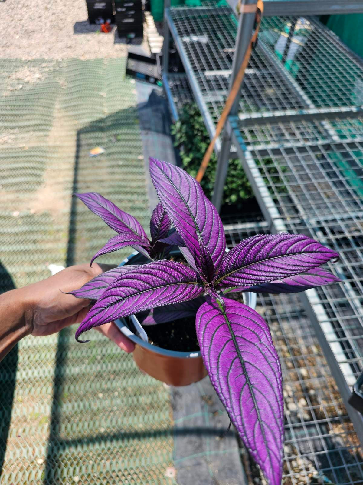 Strobilanthes Persian Shield Purple