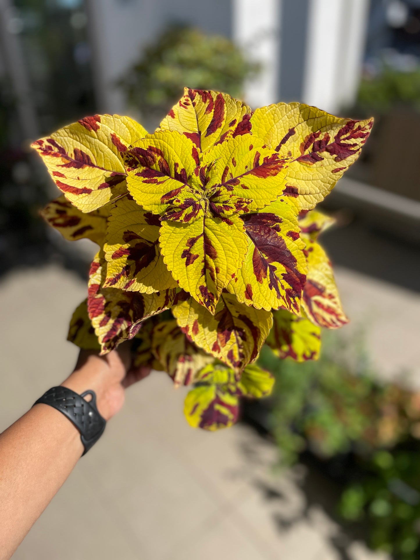 Coleus 'Presidio'