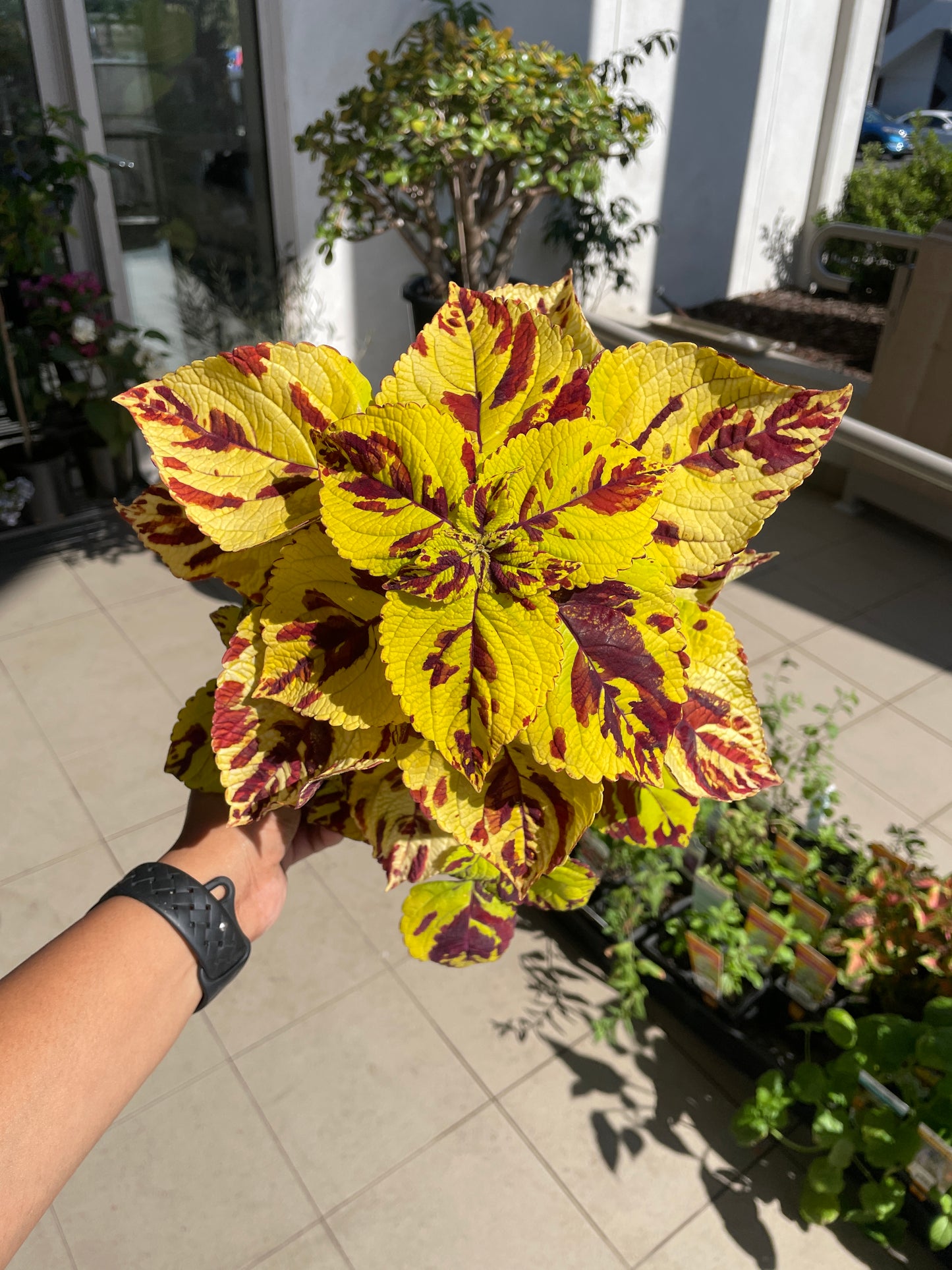 Coleus 'Presidio'