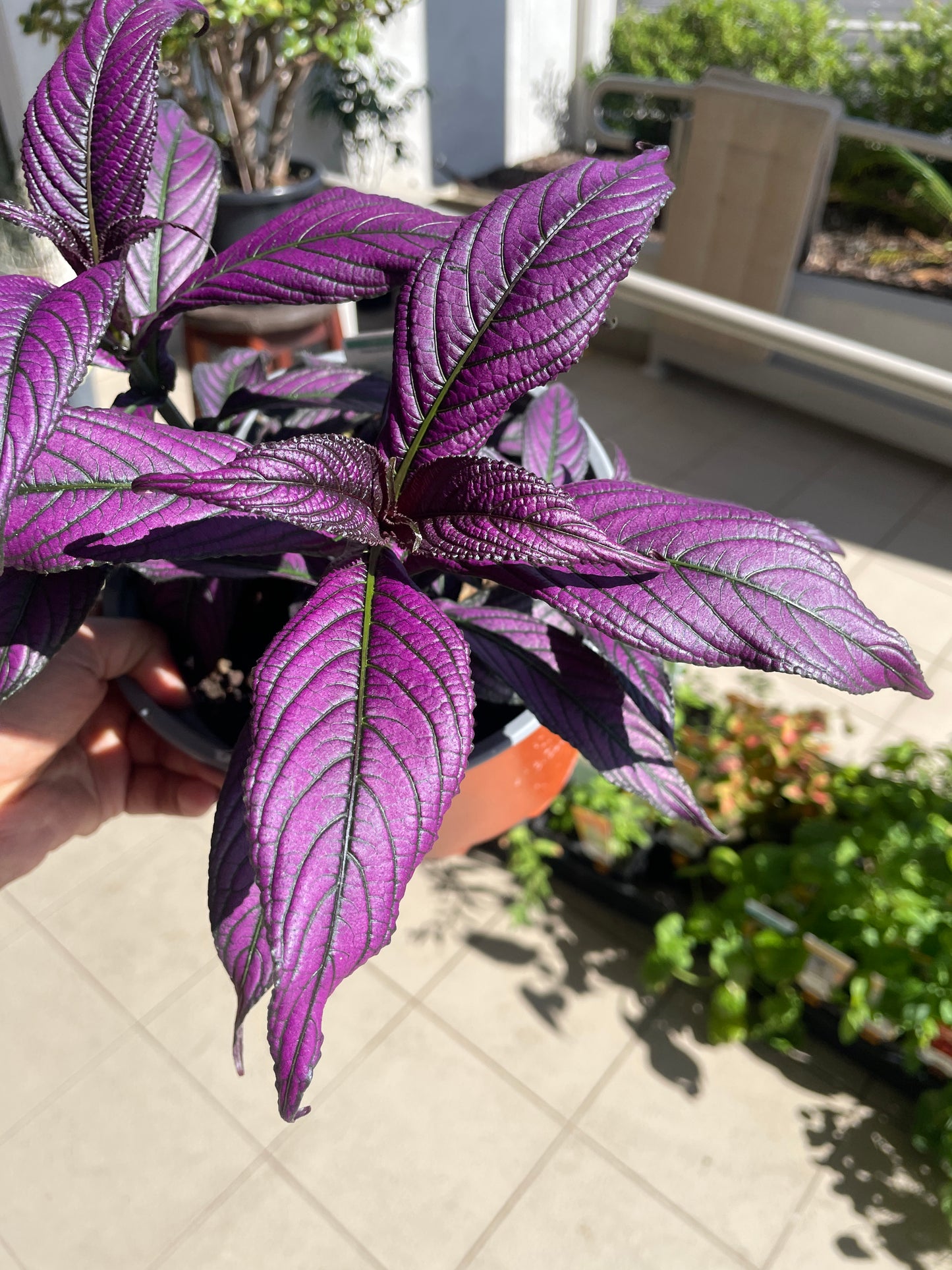 Strobilanthes Persian Shield Purple