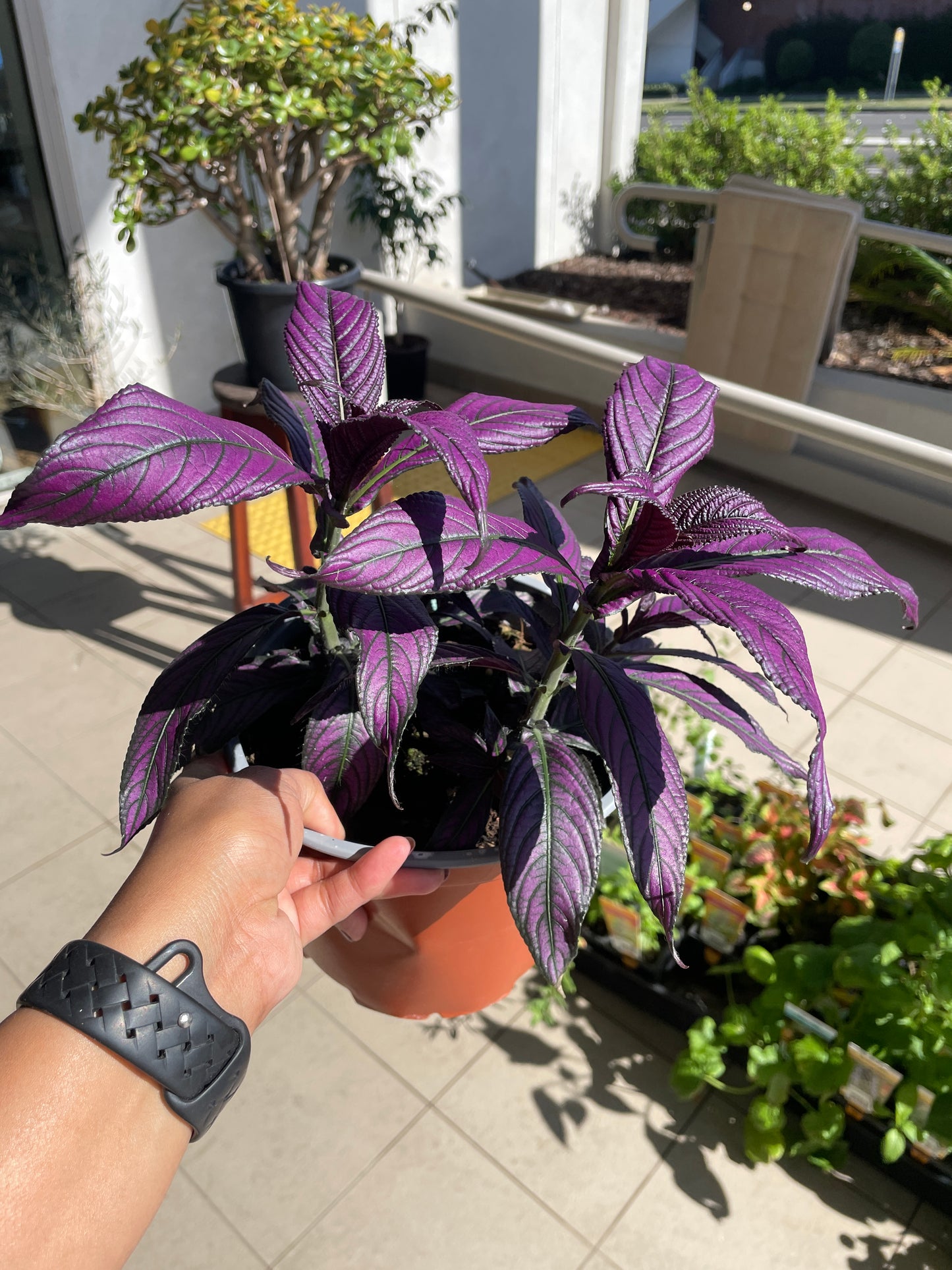 Strobilanthes Persian Shield Purple