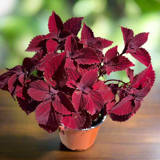 Coleus 'Beale Street'