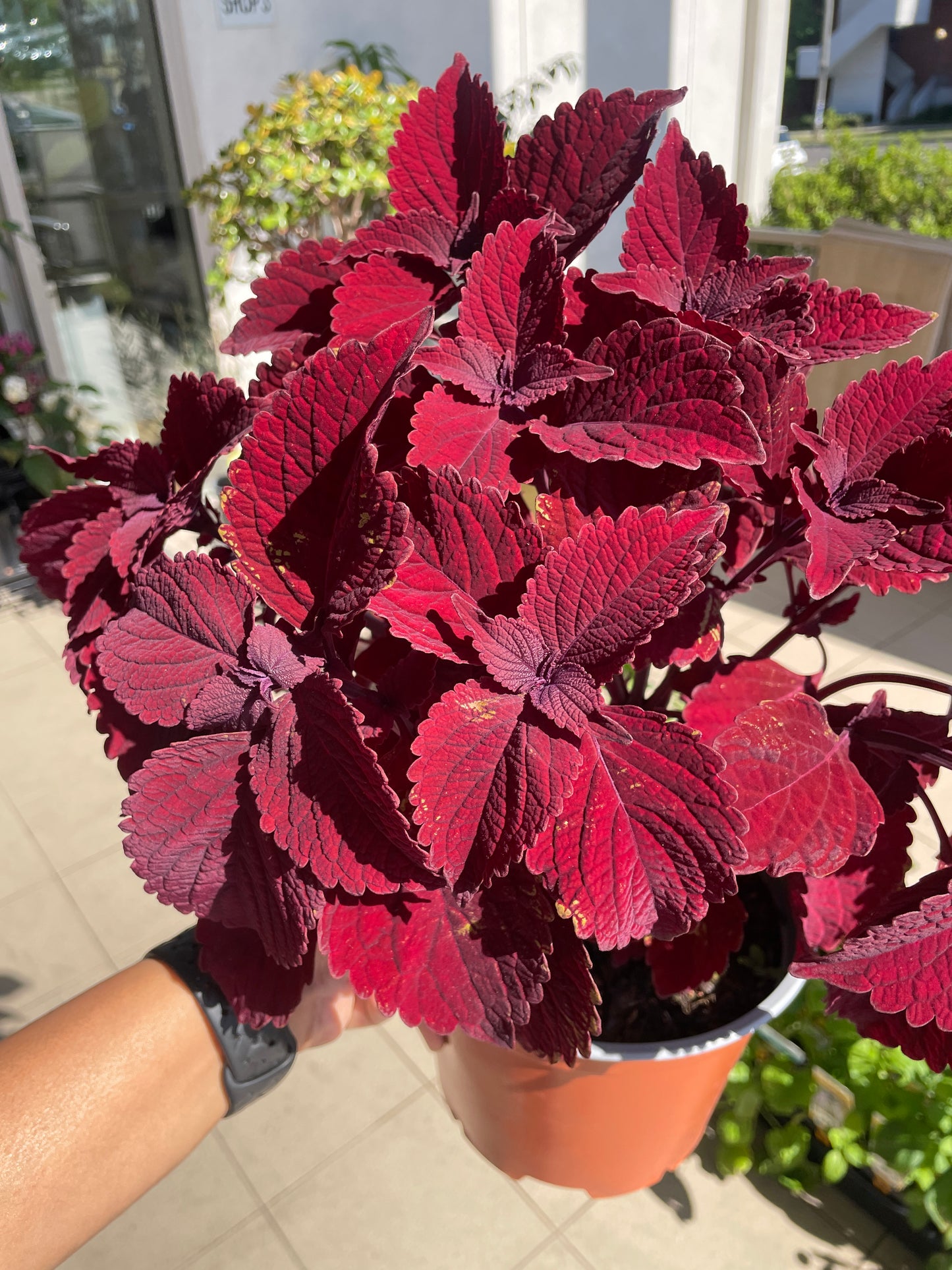 Coleus 'Beale Street'