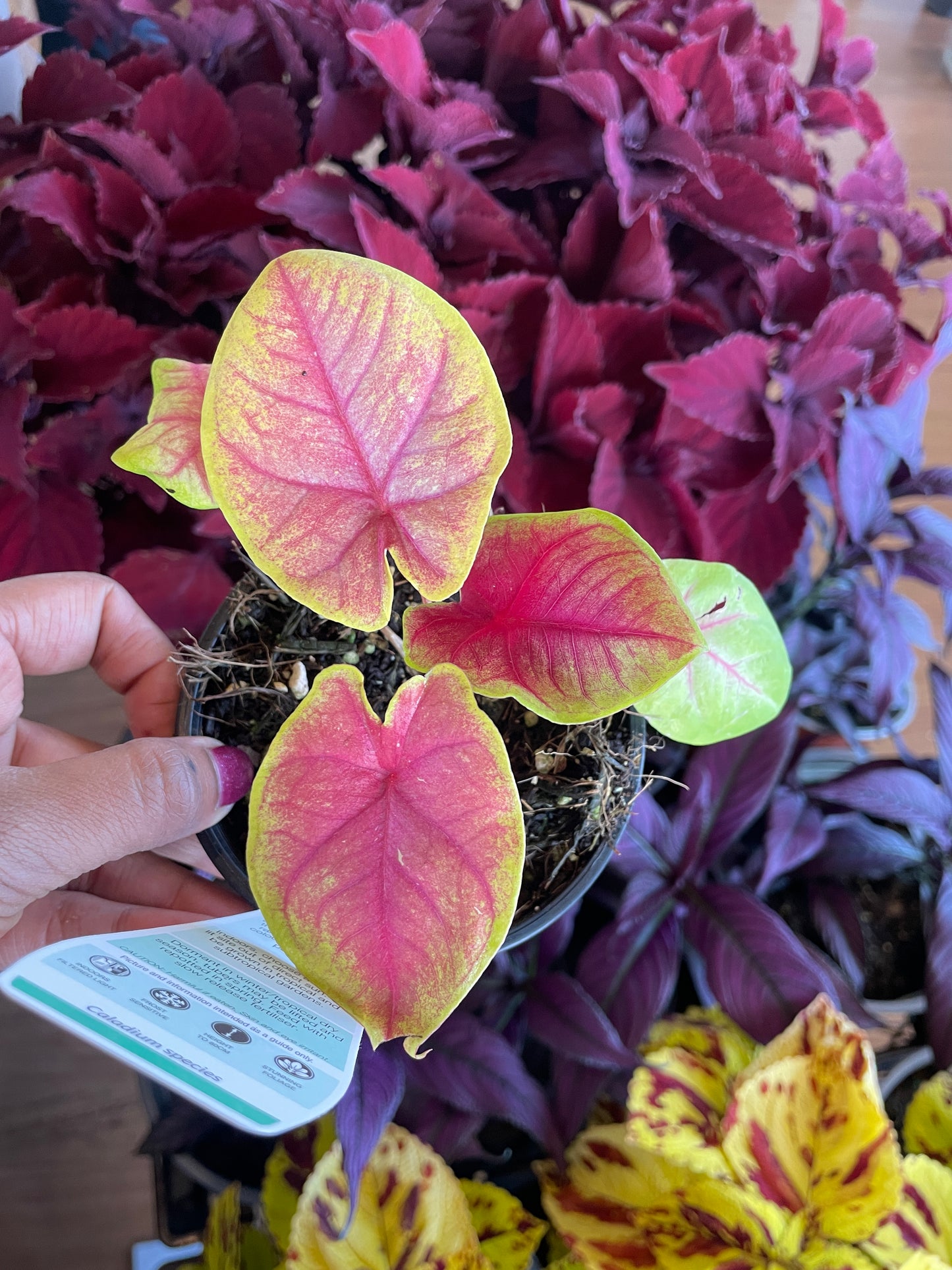 Caladium 'Brilliant Medals'