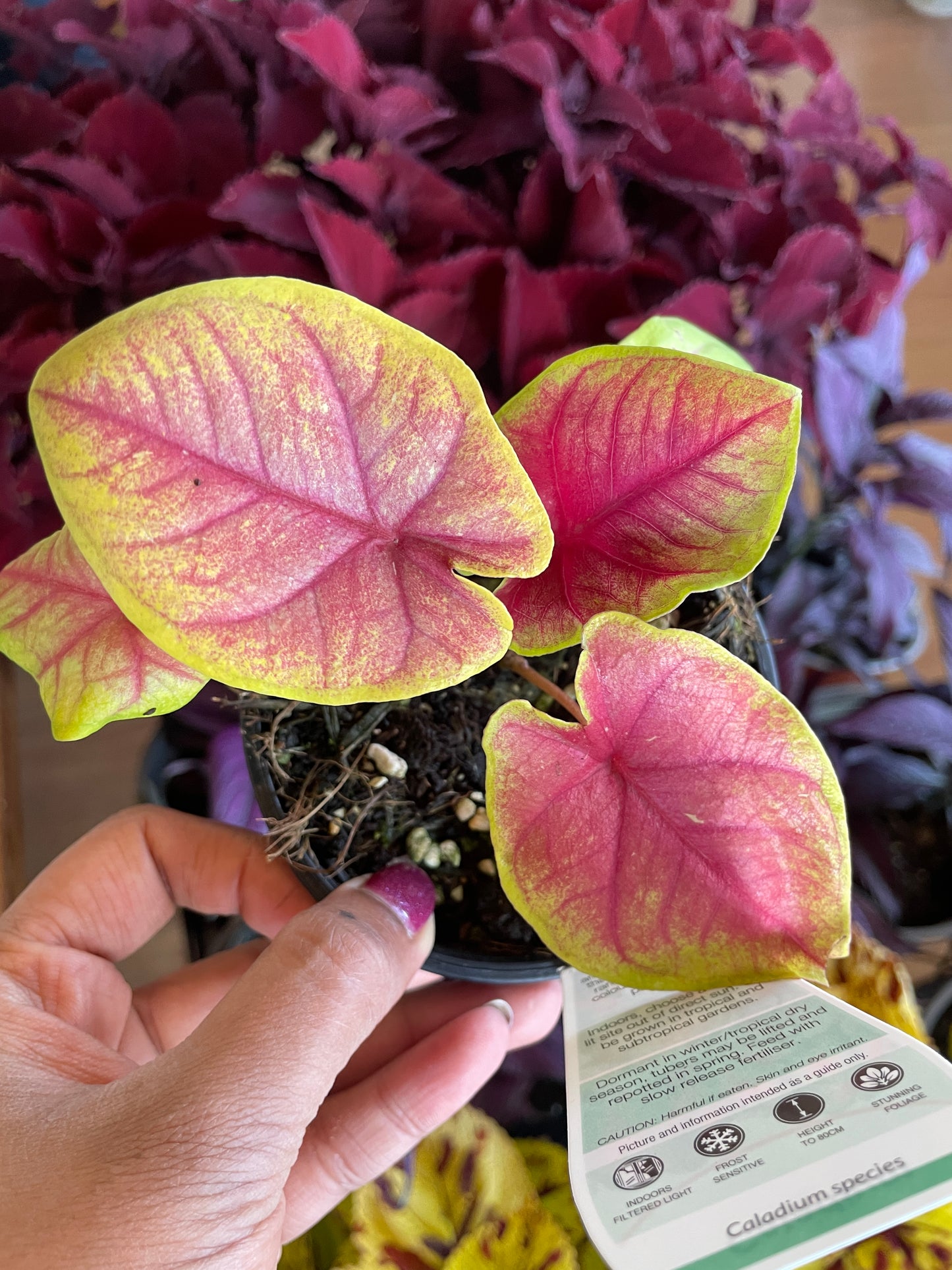 Caladium 'Brilliant Medals'