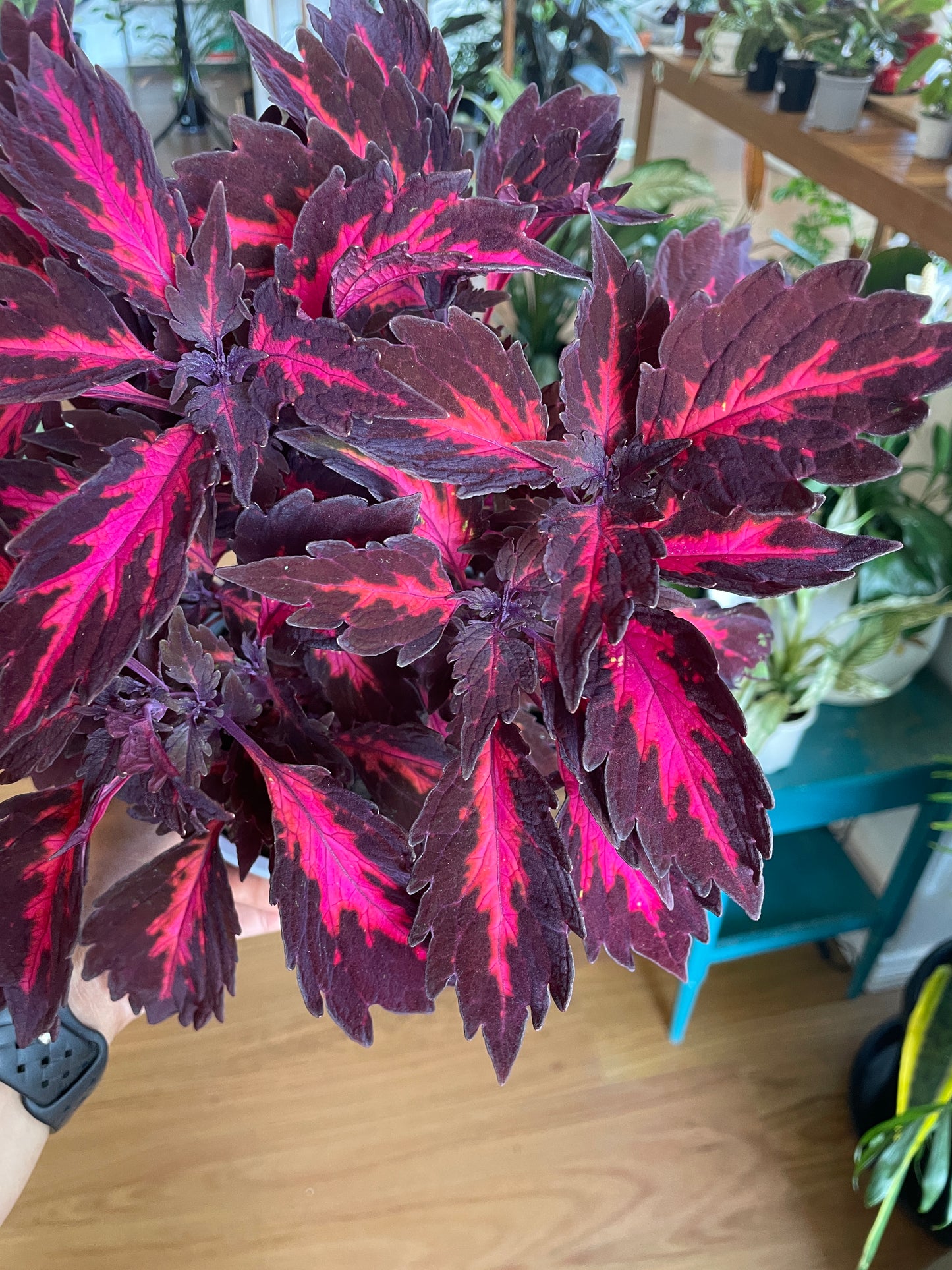 Coleus 'Royalty'