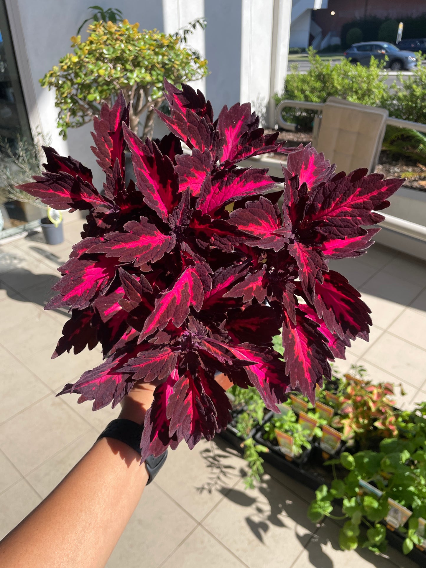 Coleus 'Royalty'