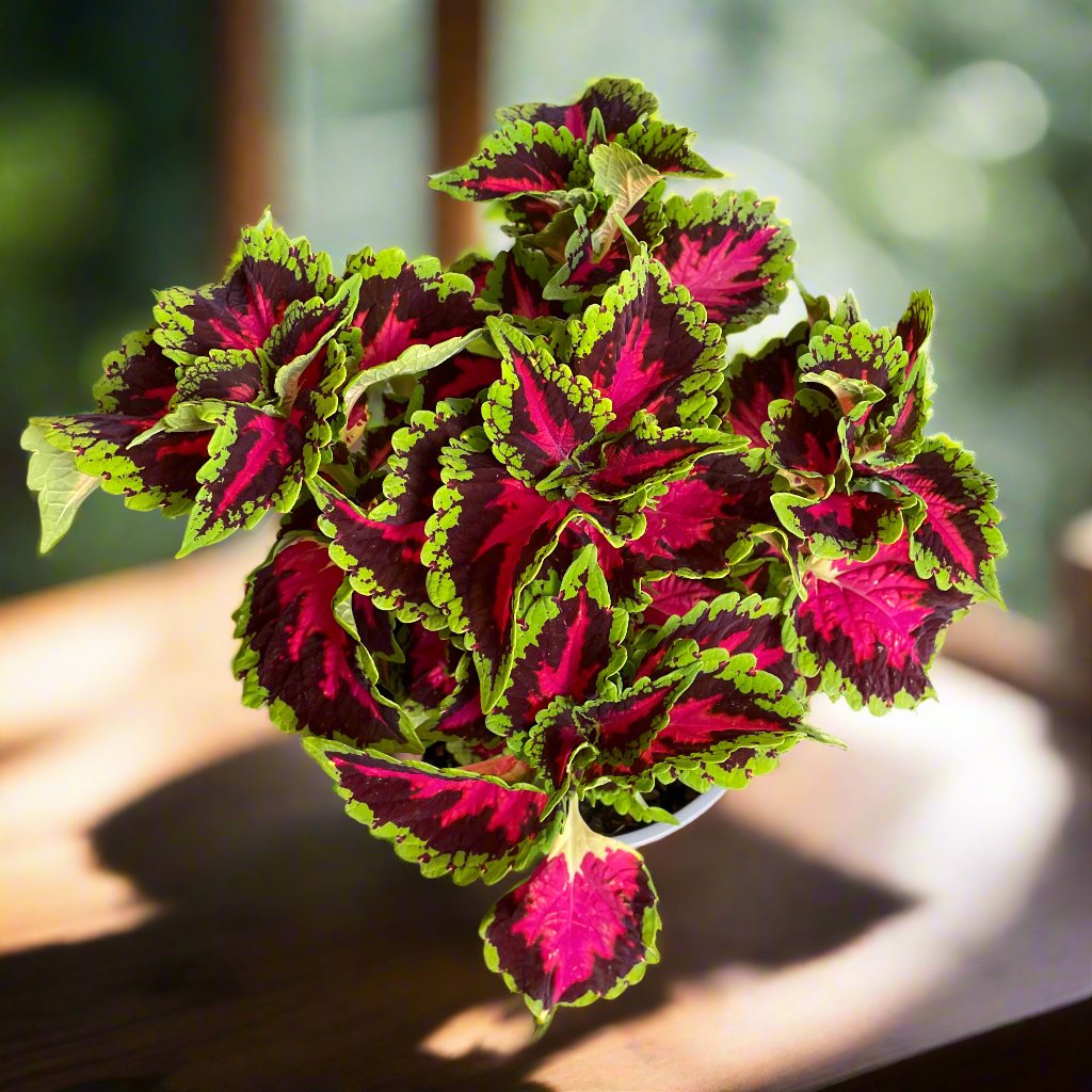 coleus heartbreaker