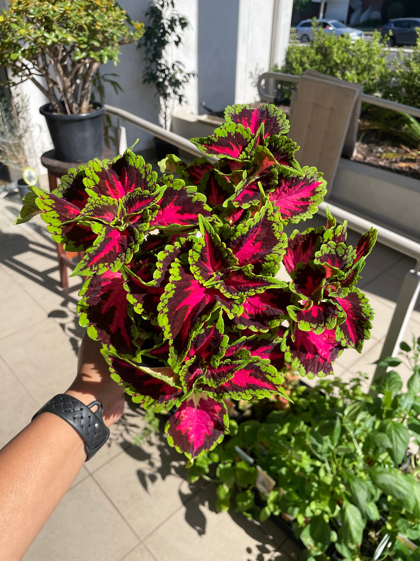 Coleus 'Heartbreaker'