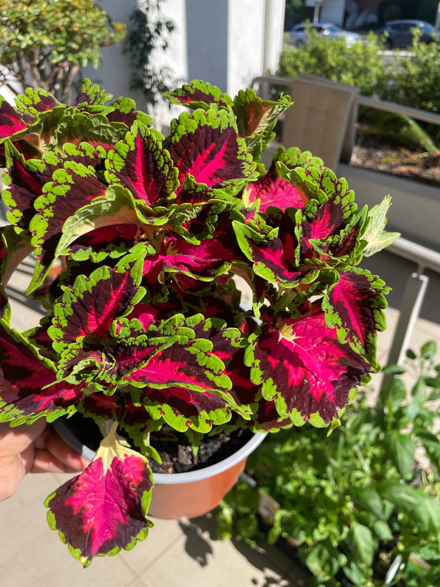 Coleus 'Heartbreaker'