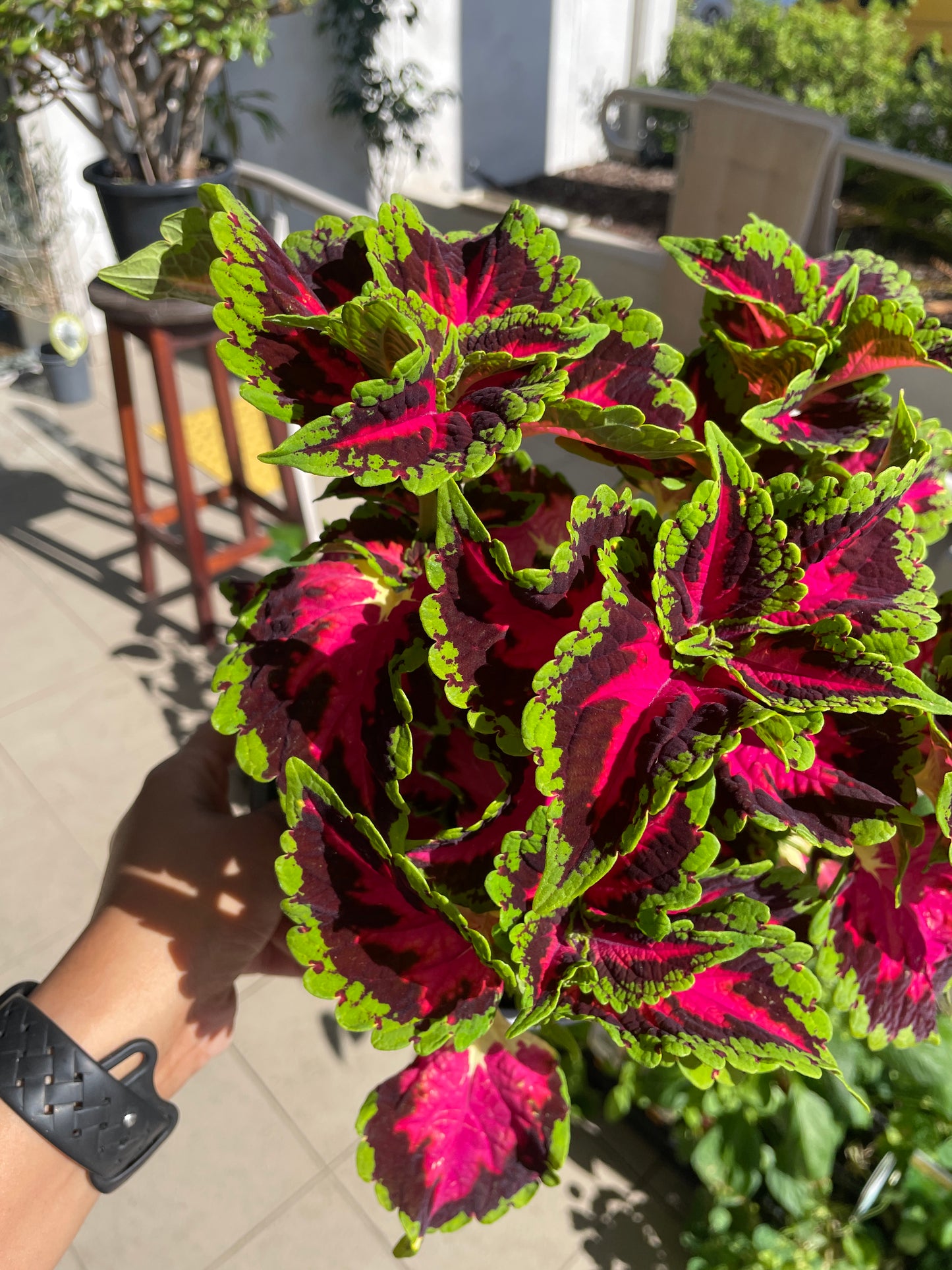 Coleus 'Heartbreaker'