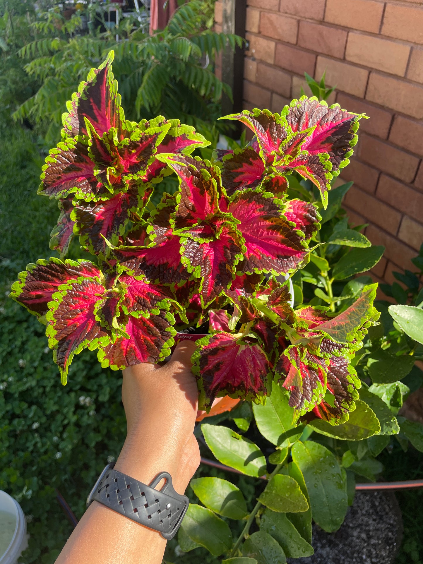 Coleus 'Heartbreaker'