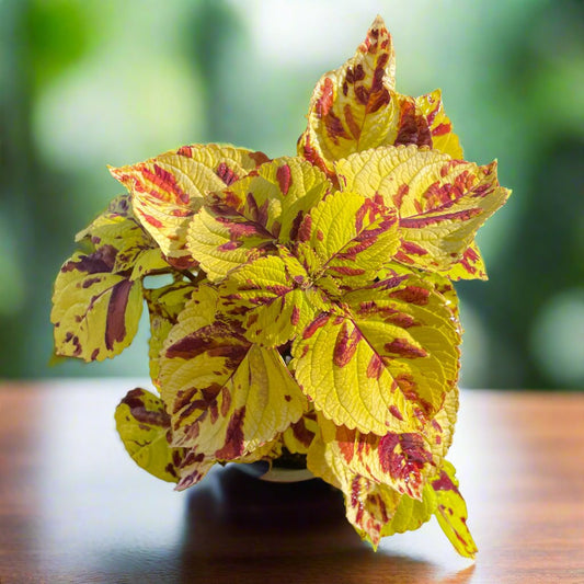 Coleus 'Presidio'