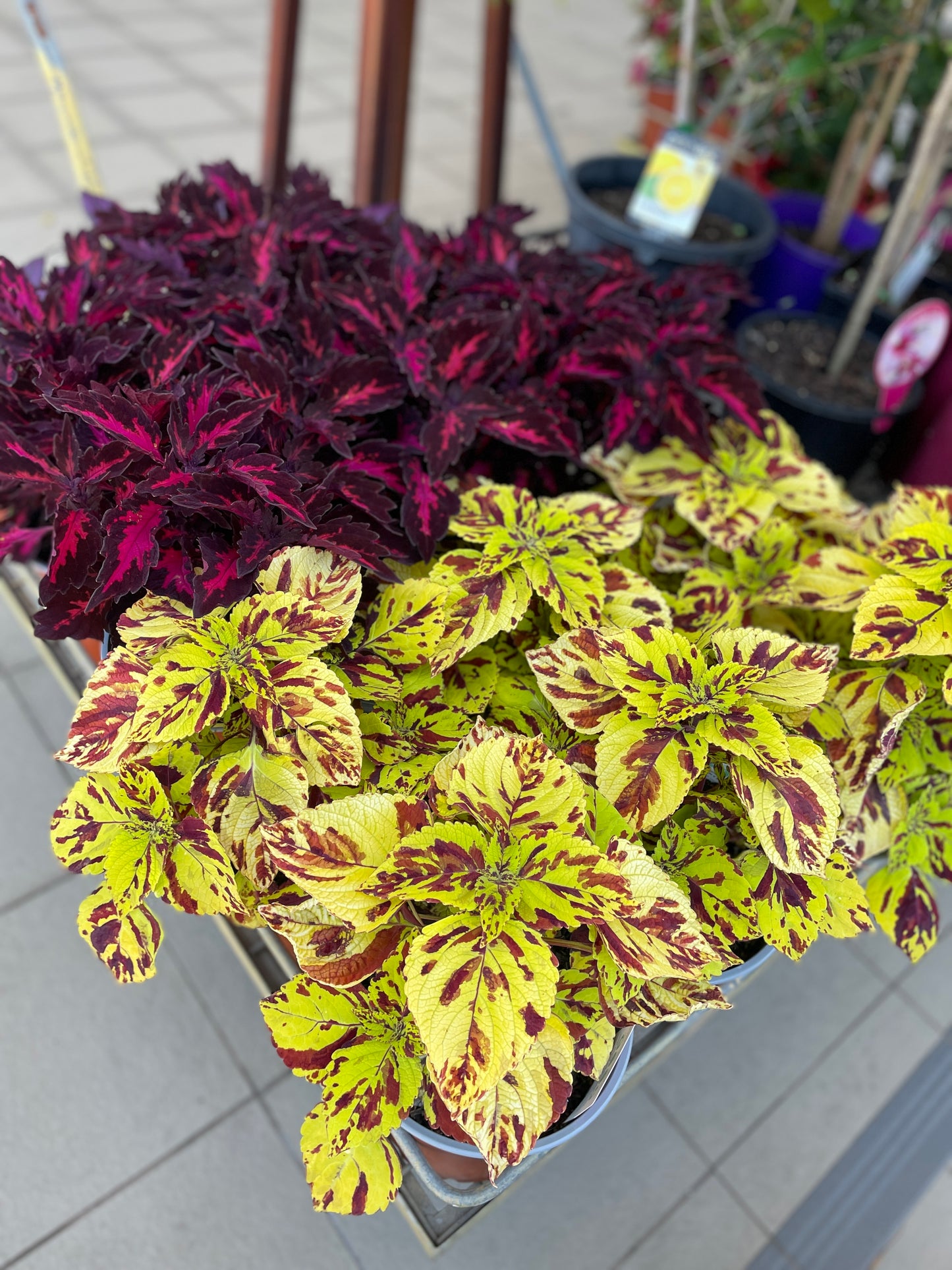 Coleus 'Presidio'