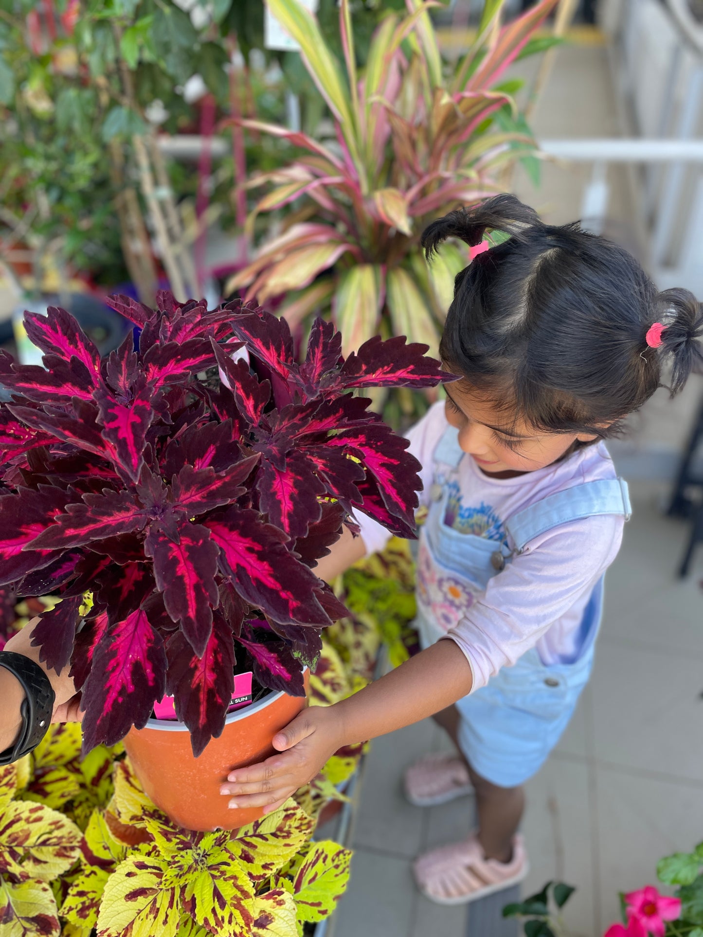 Coleus 'Royalty'