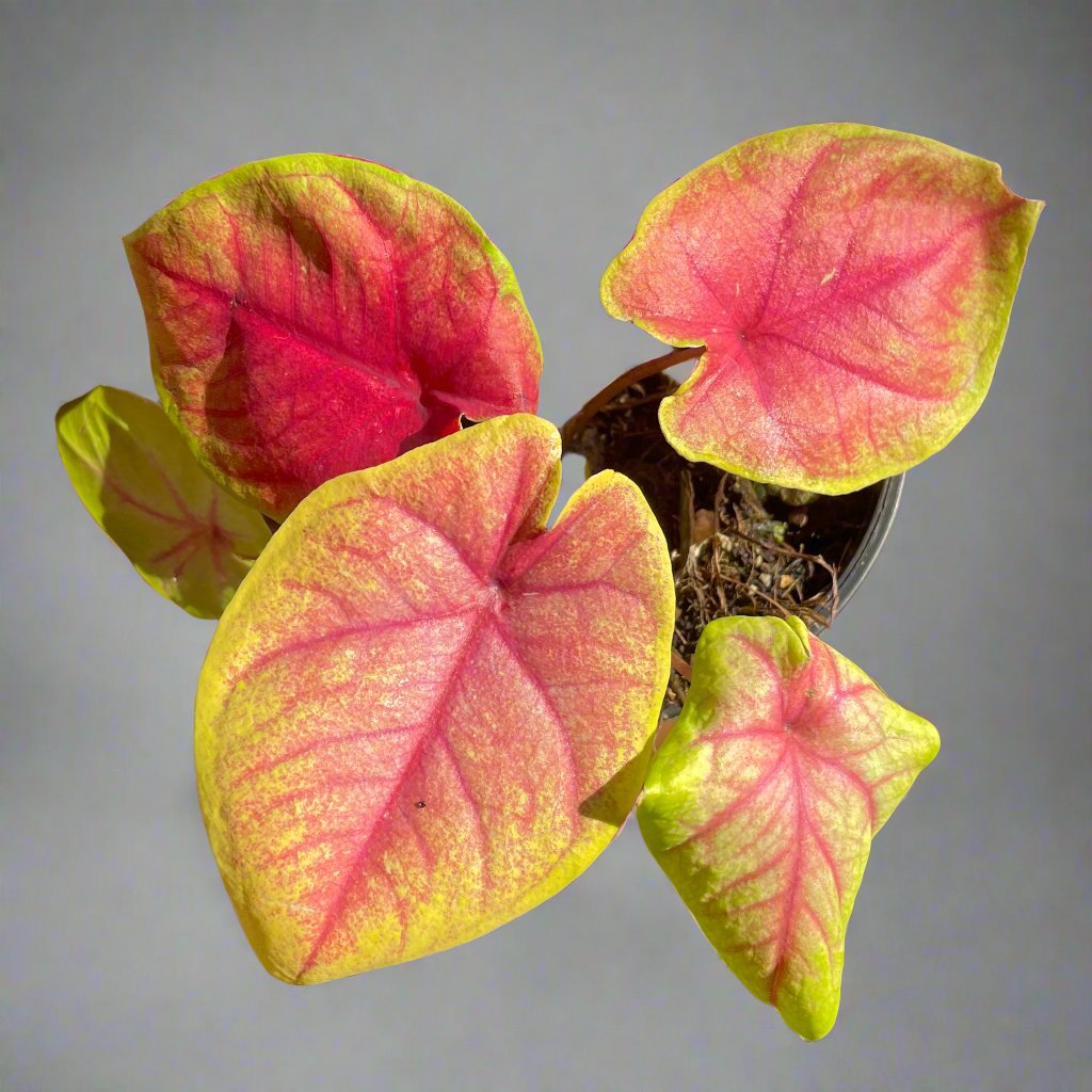 Caladium plants