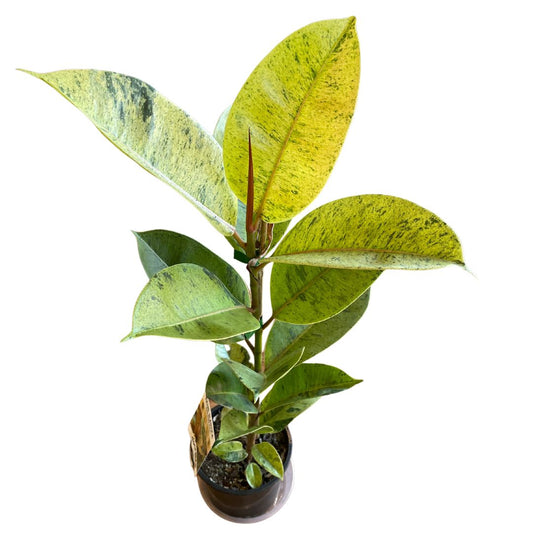 Ficus Elastica Shivereana