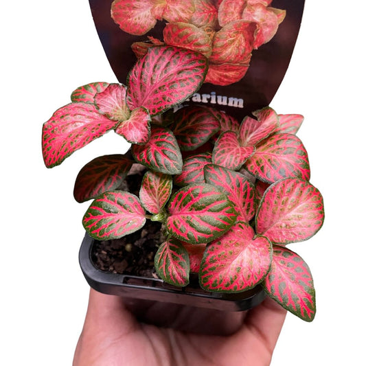 Fittonia