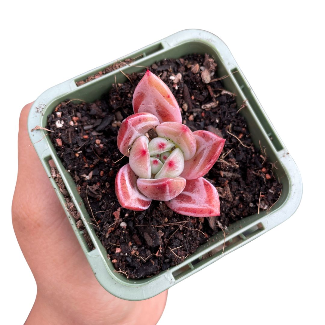 echeveria champagne