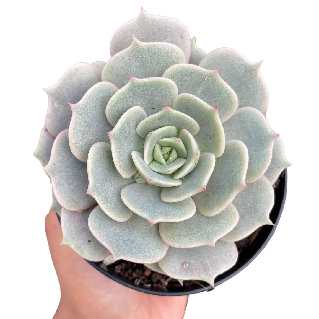 Echeveria Lola