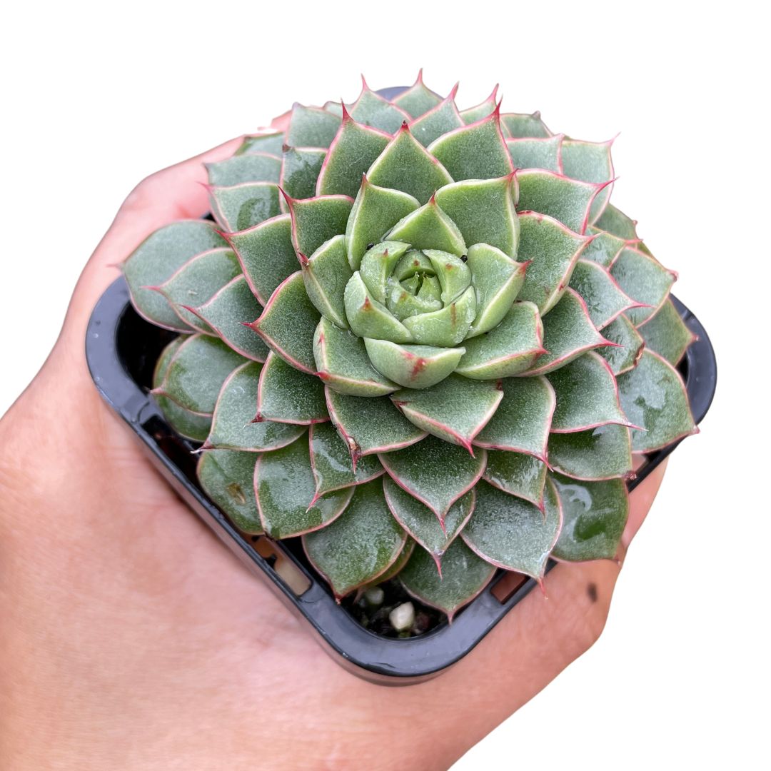 Echeveria Shamrock