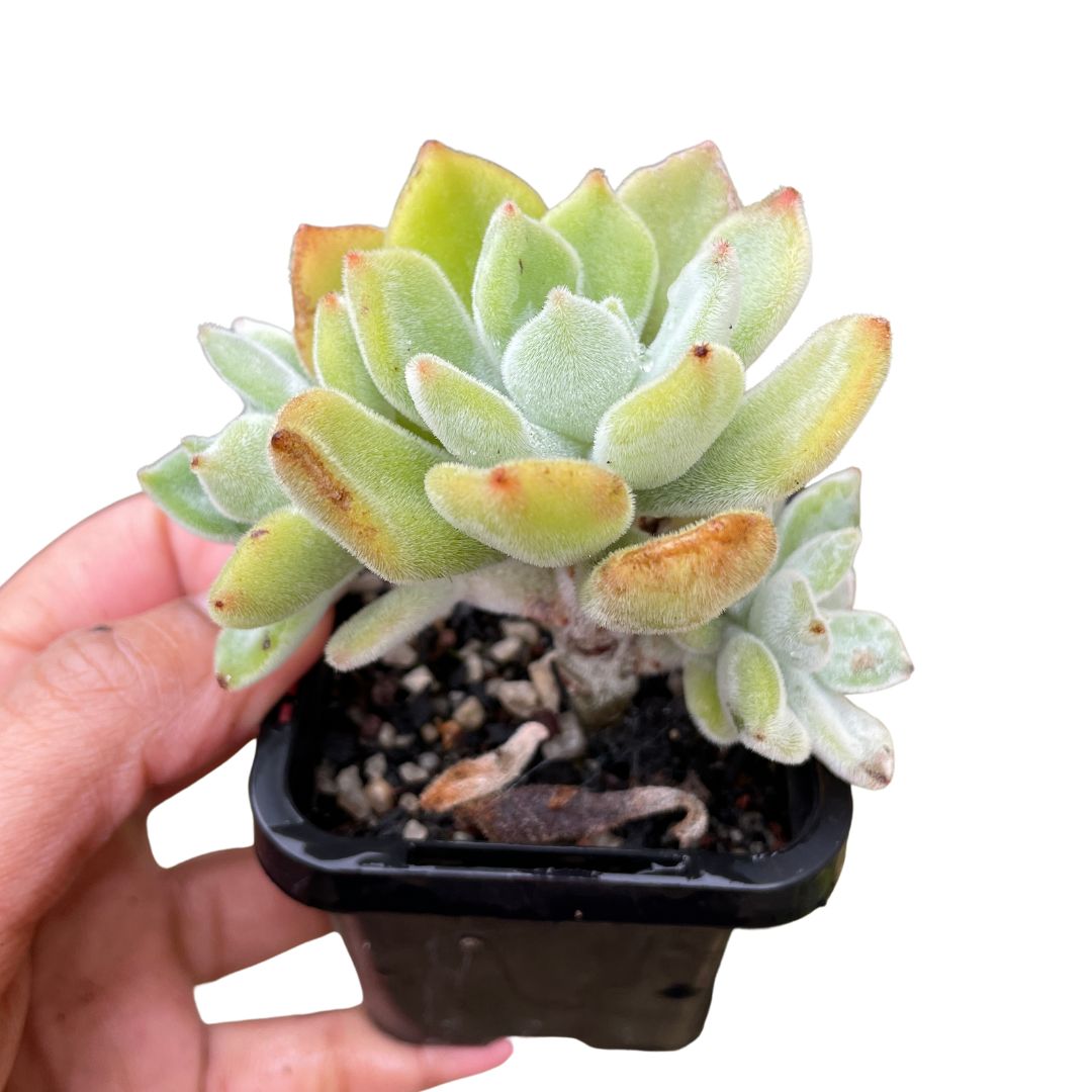 Echeveria Frosty