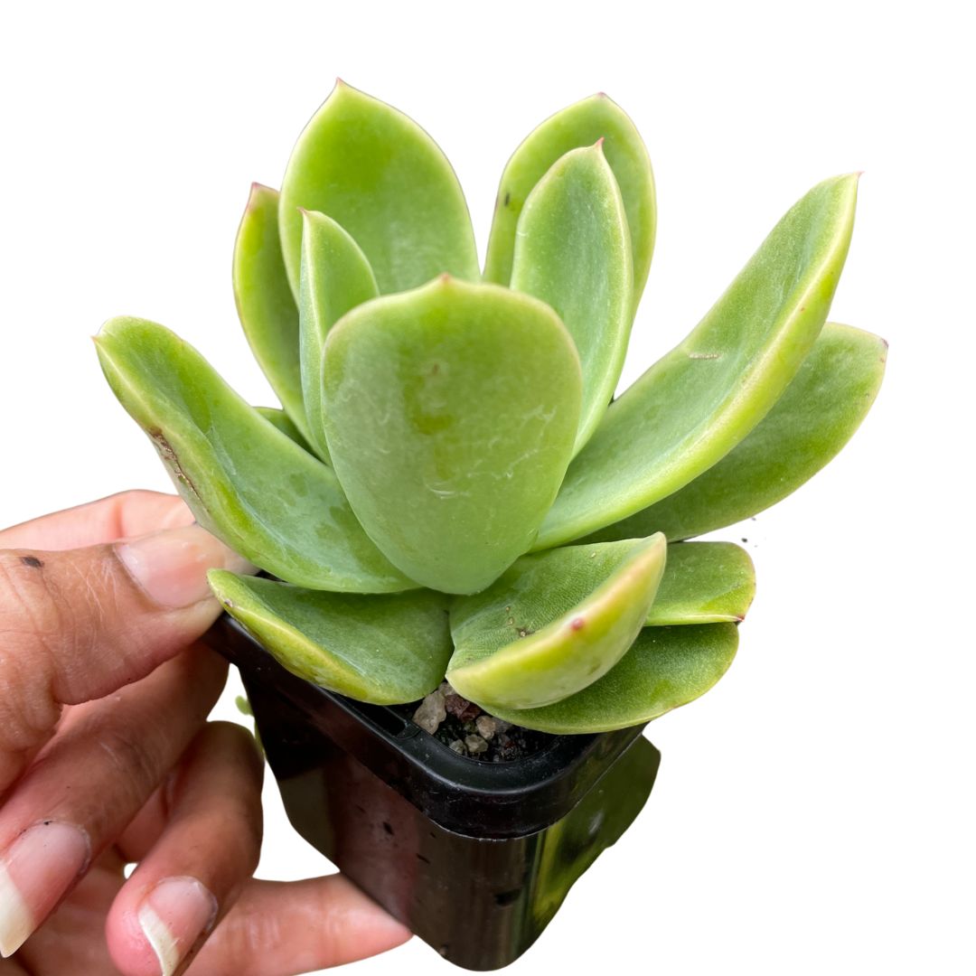 Echeveria Golden Glow