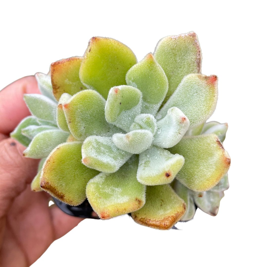 echeveria frosty