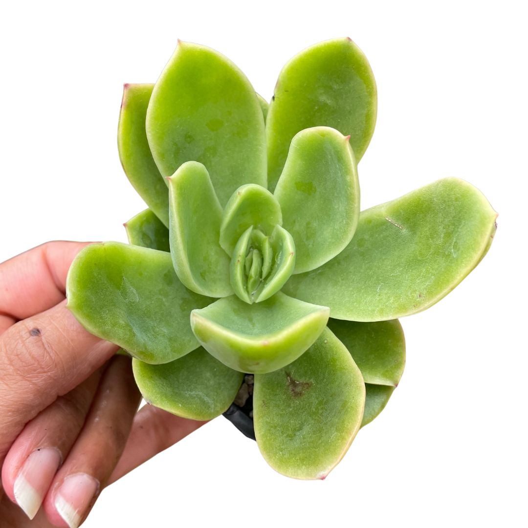 Echeveria golden glow