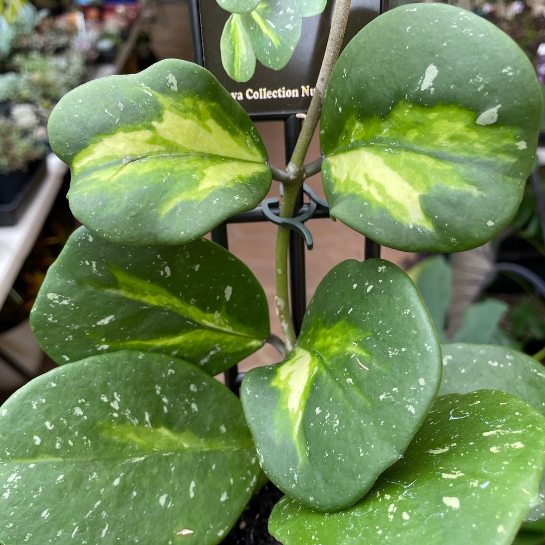 Hoya Obovata Variegata