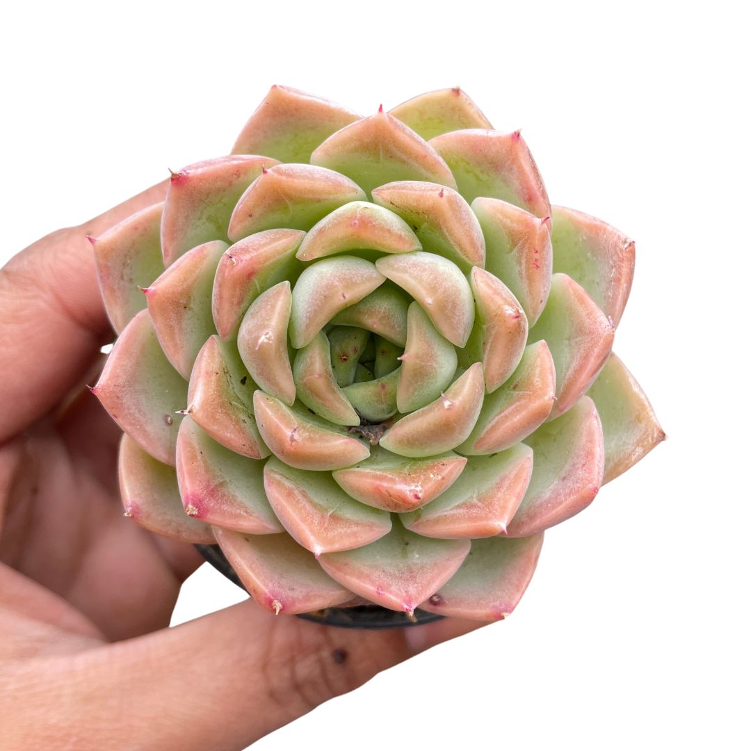 echeveria