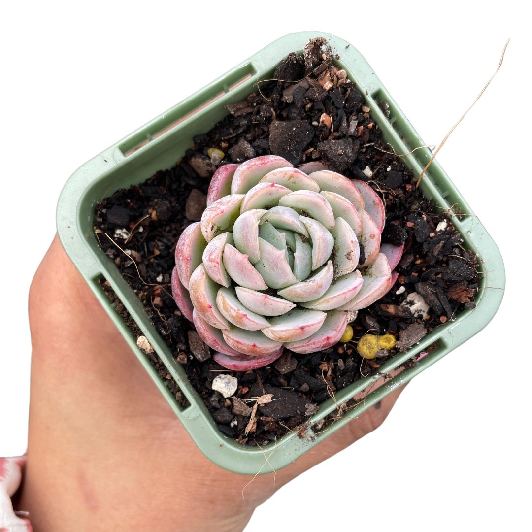 Echeveria Strawberry Ice