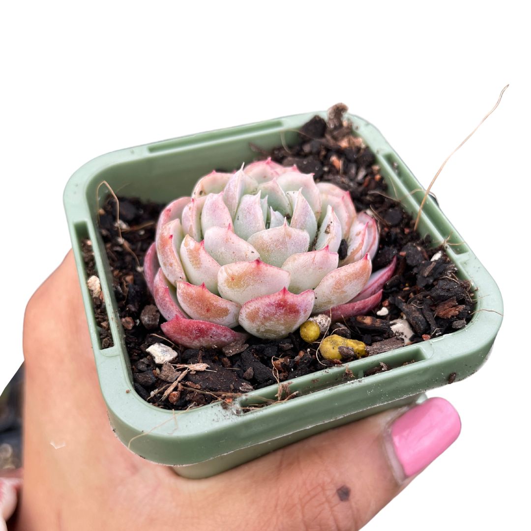 Echeveria Strawberry Ice