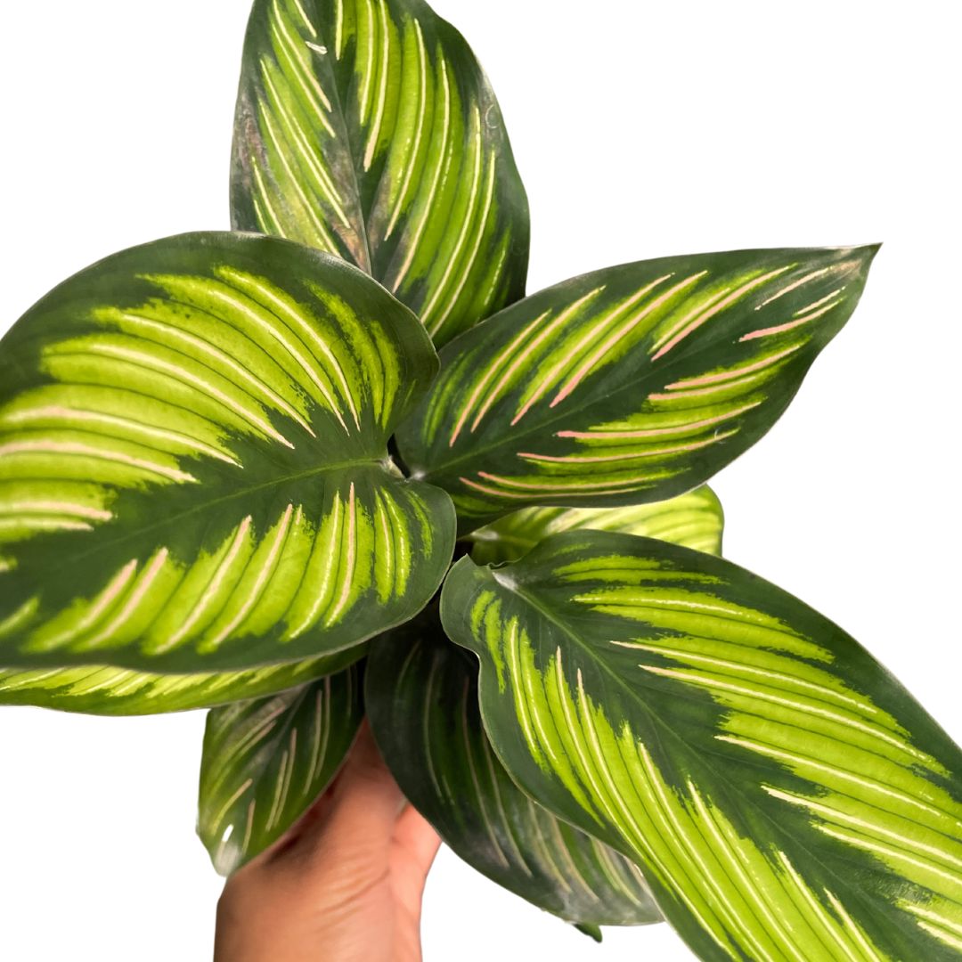 Calathea